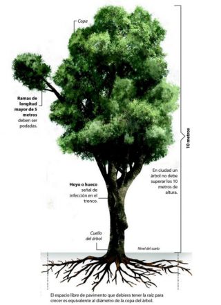 6 cosas que debes fijarte para ver si un árbol corre riesgo de desplomarse  - Blog Inmobiliario - TOCTOC.com